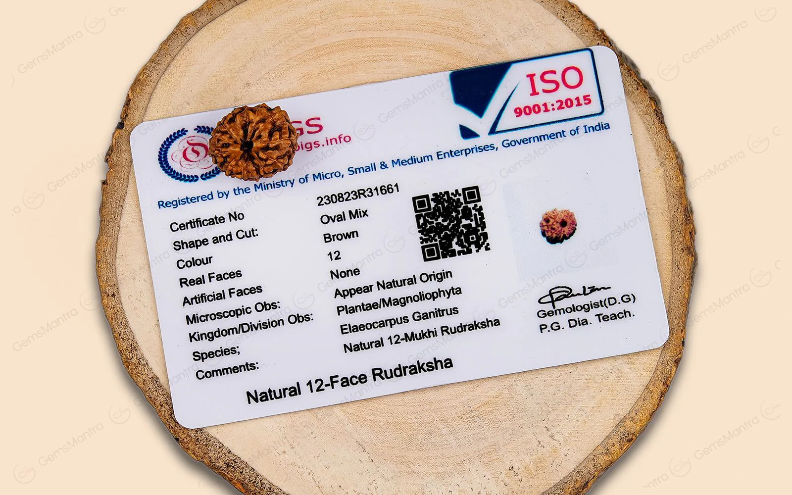 12 Mukhi Rudraksha – Original Indonesian Bead - Image 10