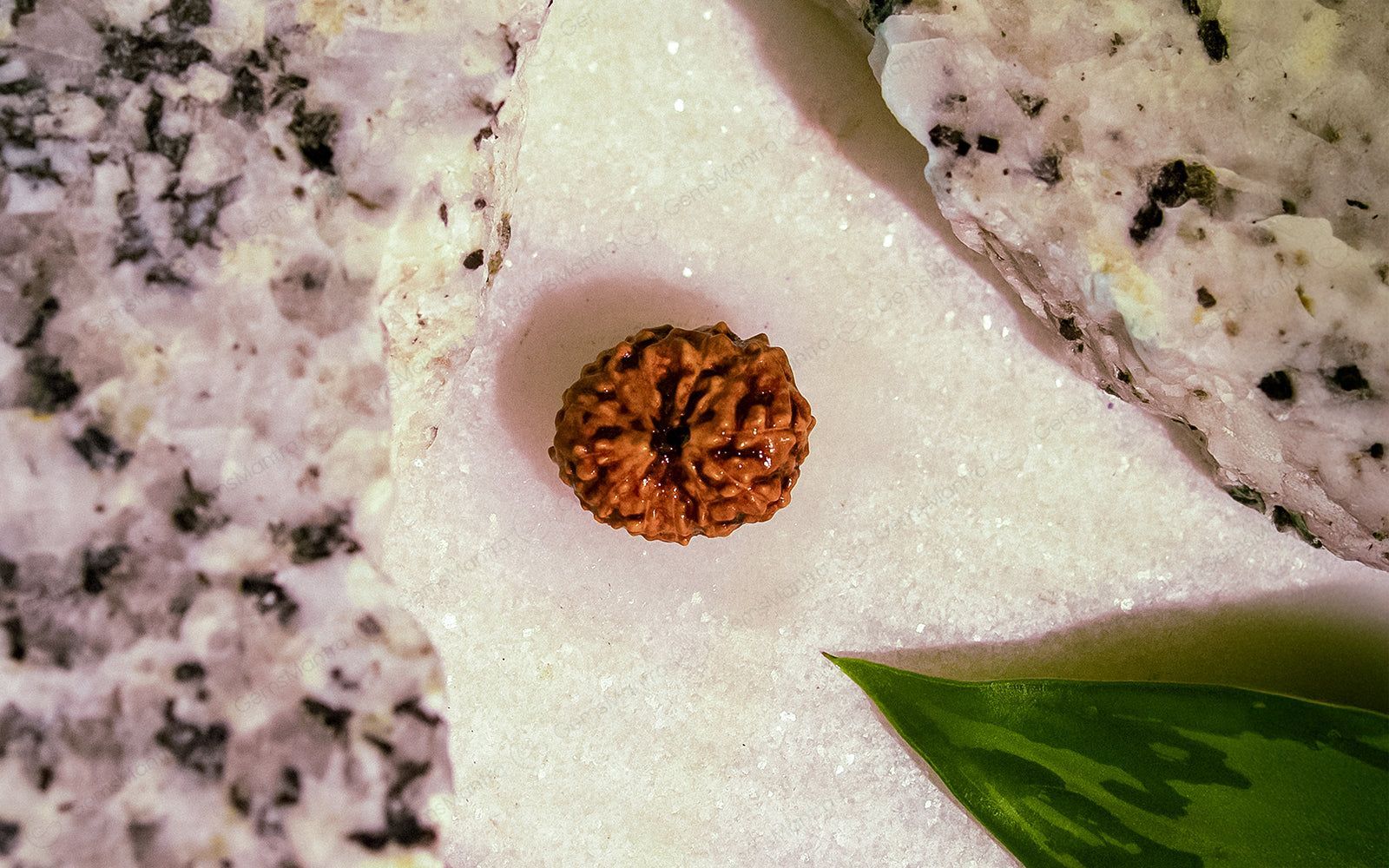 12 Mukhi Rudraksha – Original Indonesian Bead - Image 6