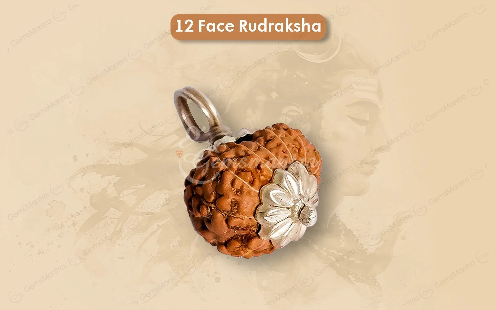 12 Mukhi Rudraksha – Original Indonesian Bead - Image 7