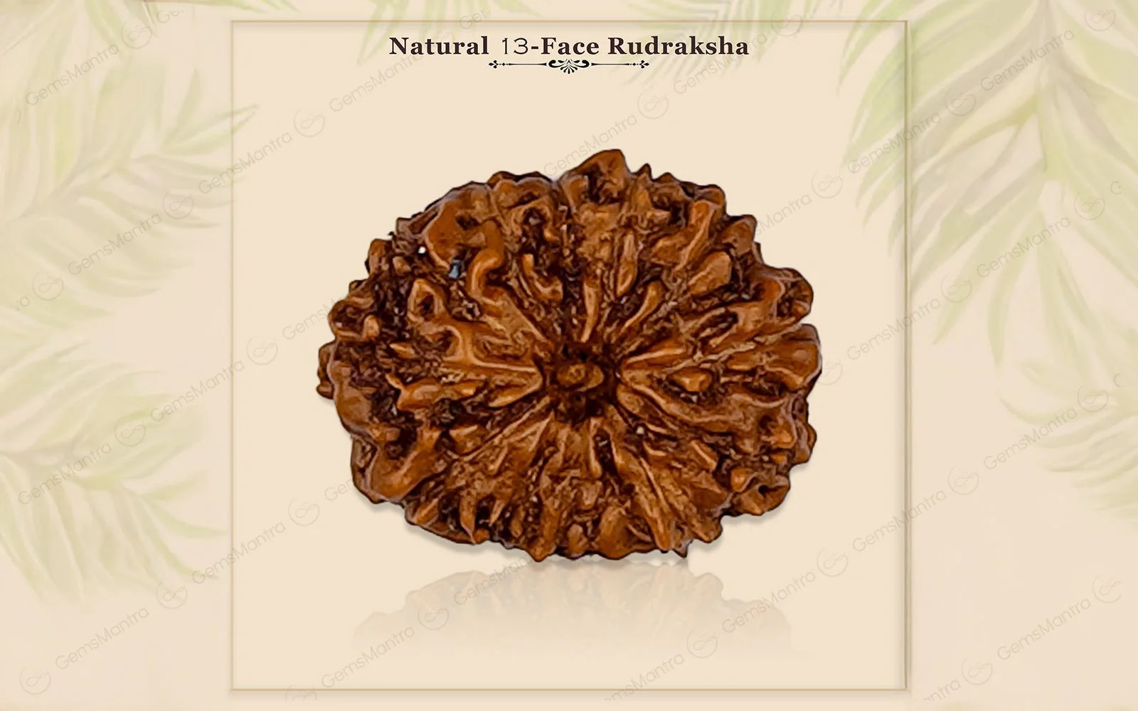 13 Mukhi Rudraksha – Original Indonesian Bead - Image 3