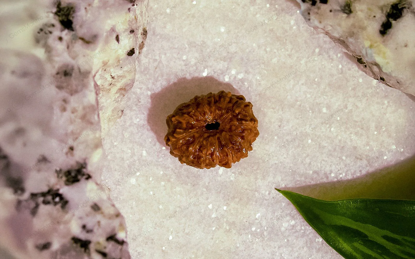 13 Mukhi Rudraksha – Original Indonesian Bead - Image 4
