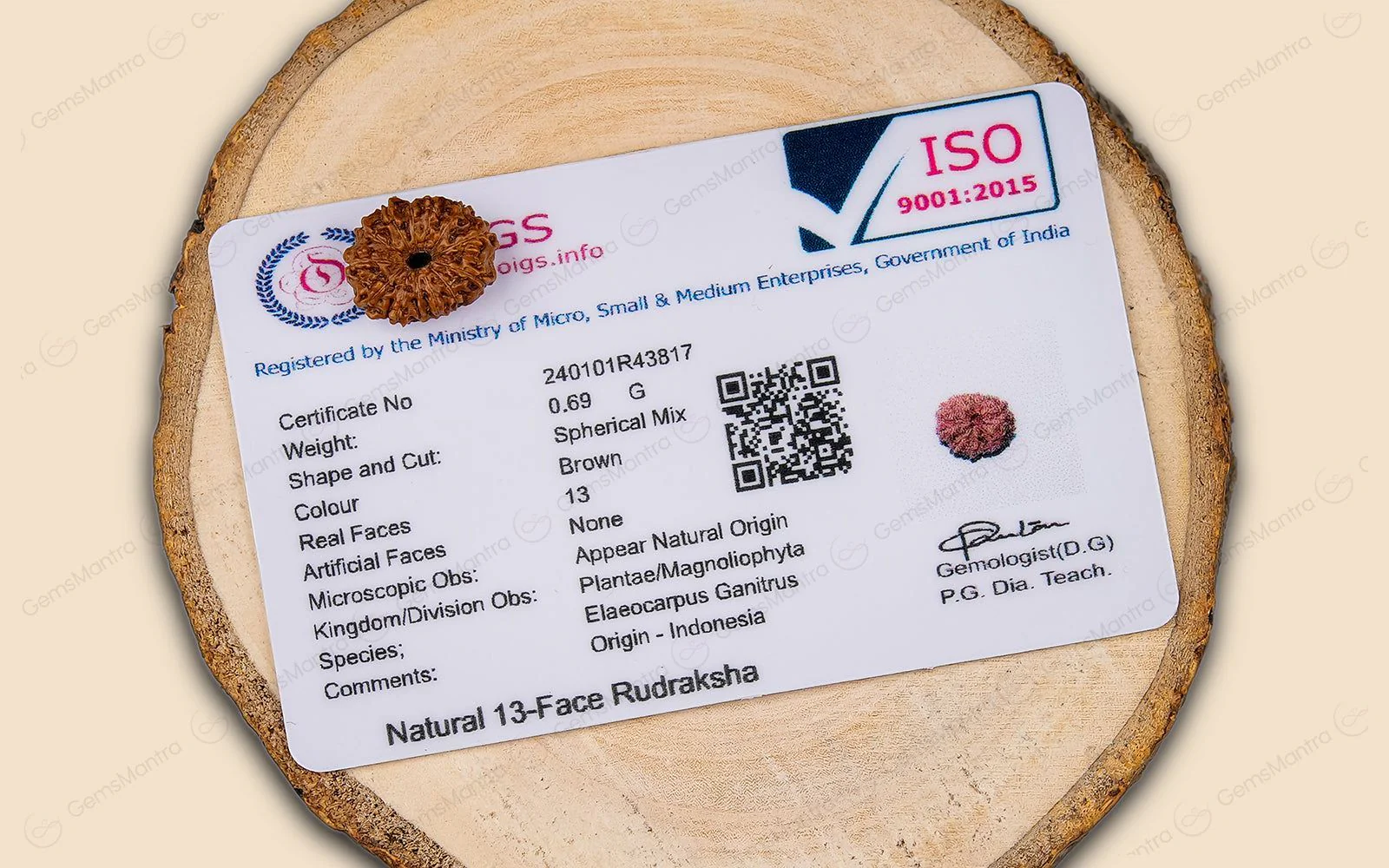 13 Mukhi Rudraksha – Original Indonesian Bead - Image 5
