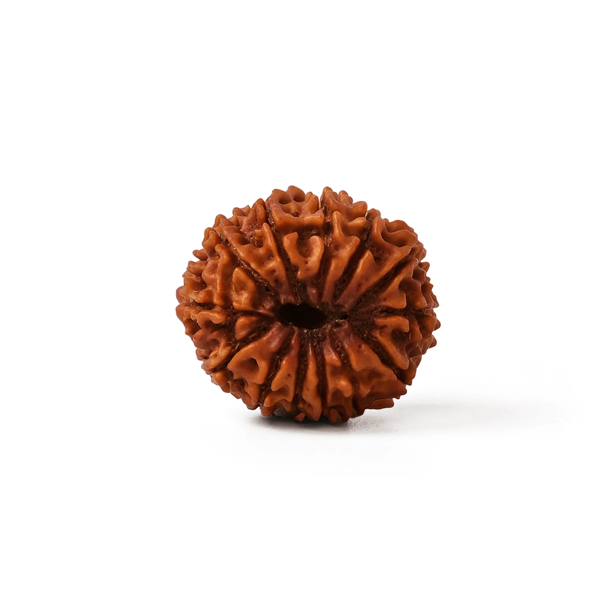 13 Mukhi Rudraksha – Original Nepali Bead - Image 2