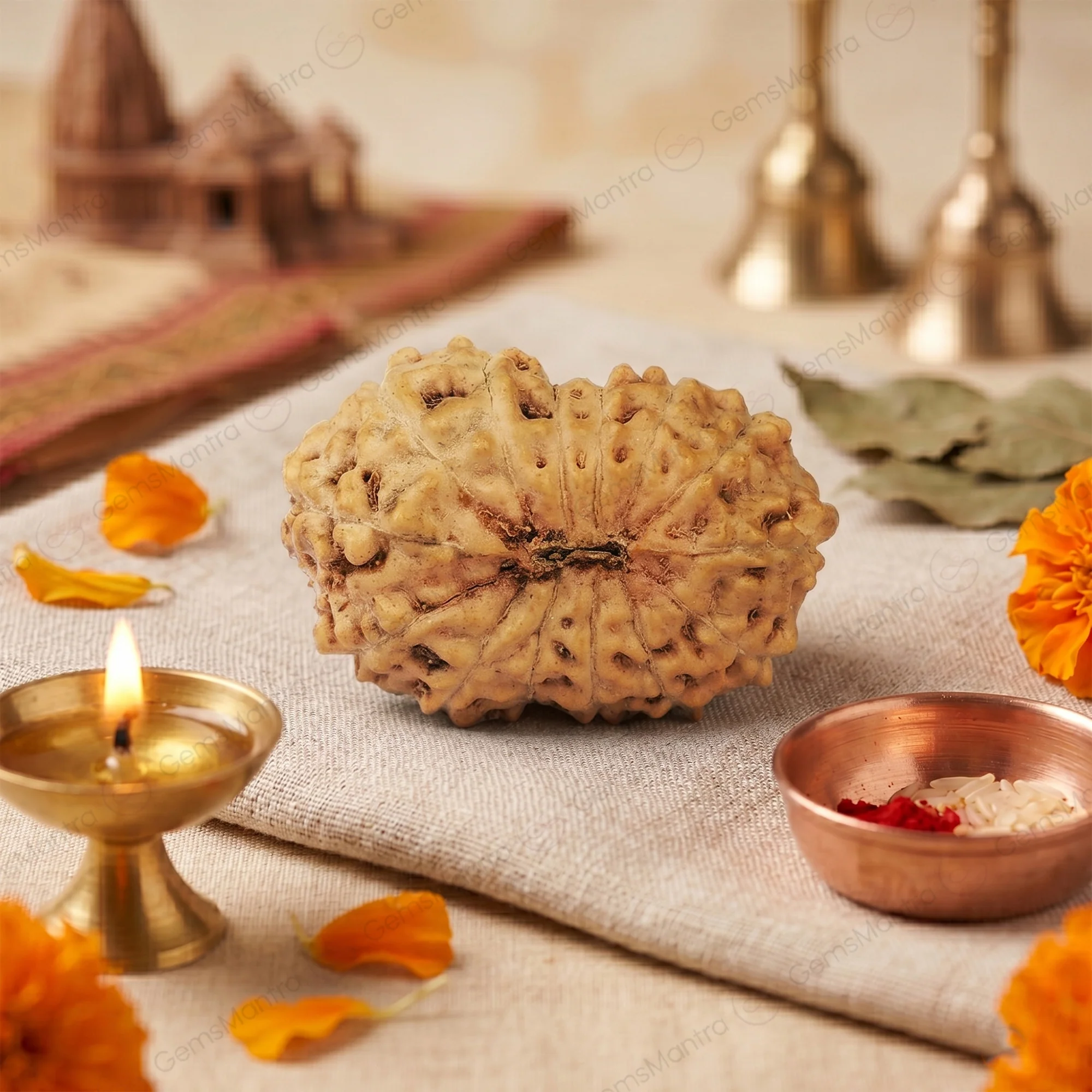 14 Mukhi Rudraksha – Original Indonesian Bead - Image 3
