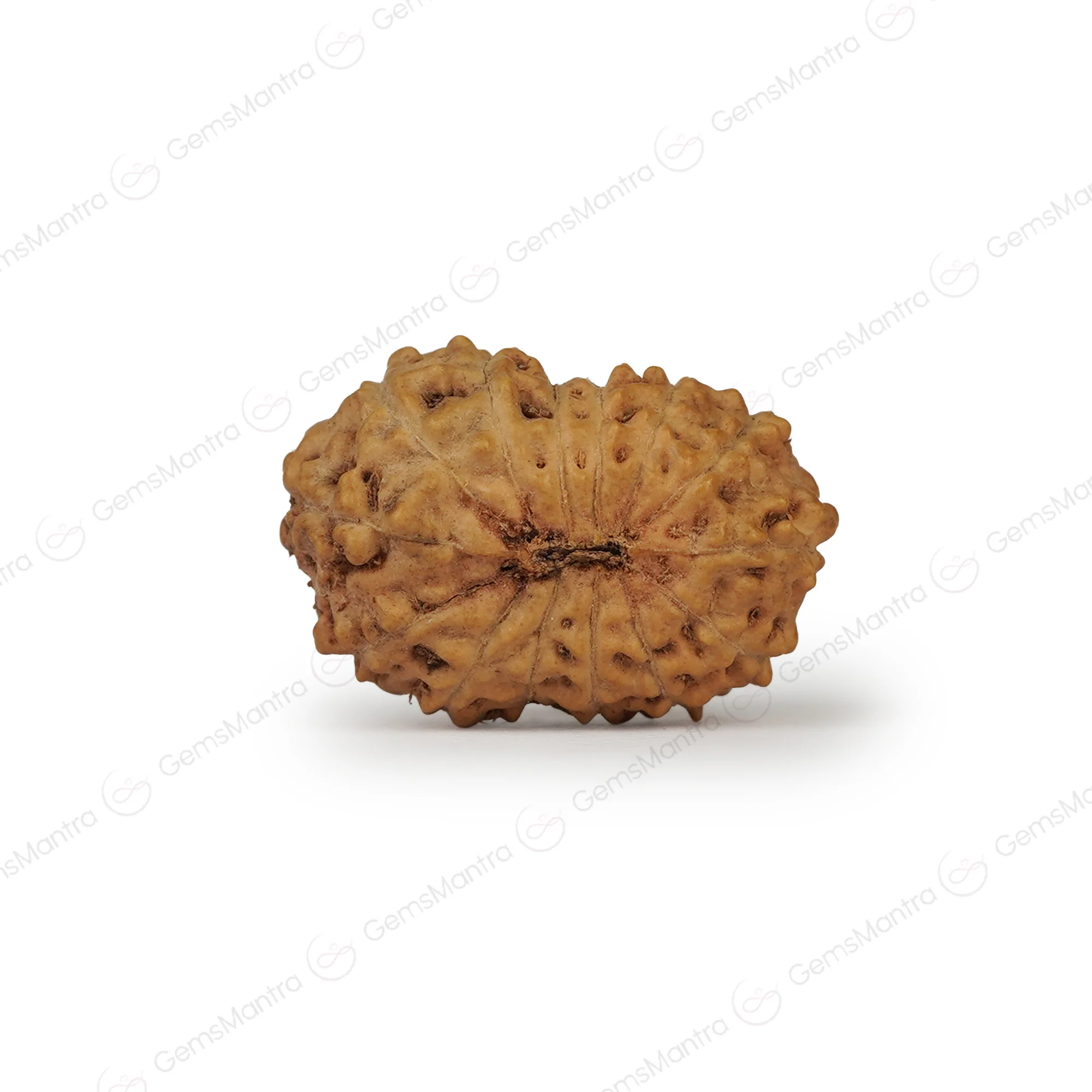 14 Mukhi Rudraksha – Original Indonesian Bead - Image 4