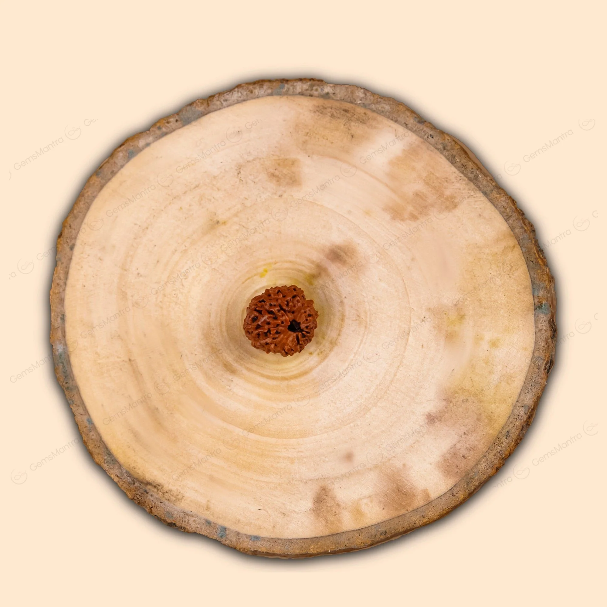 Natural 16 Mukhi Rudraksha - Image 6