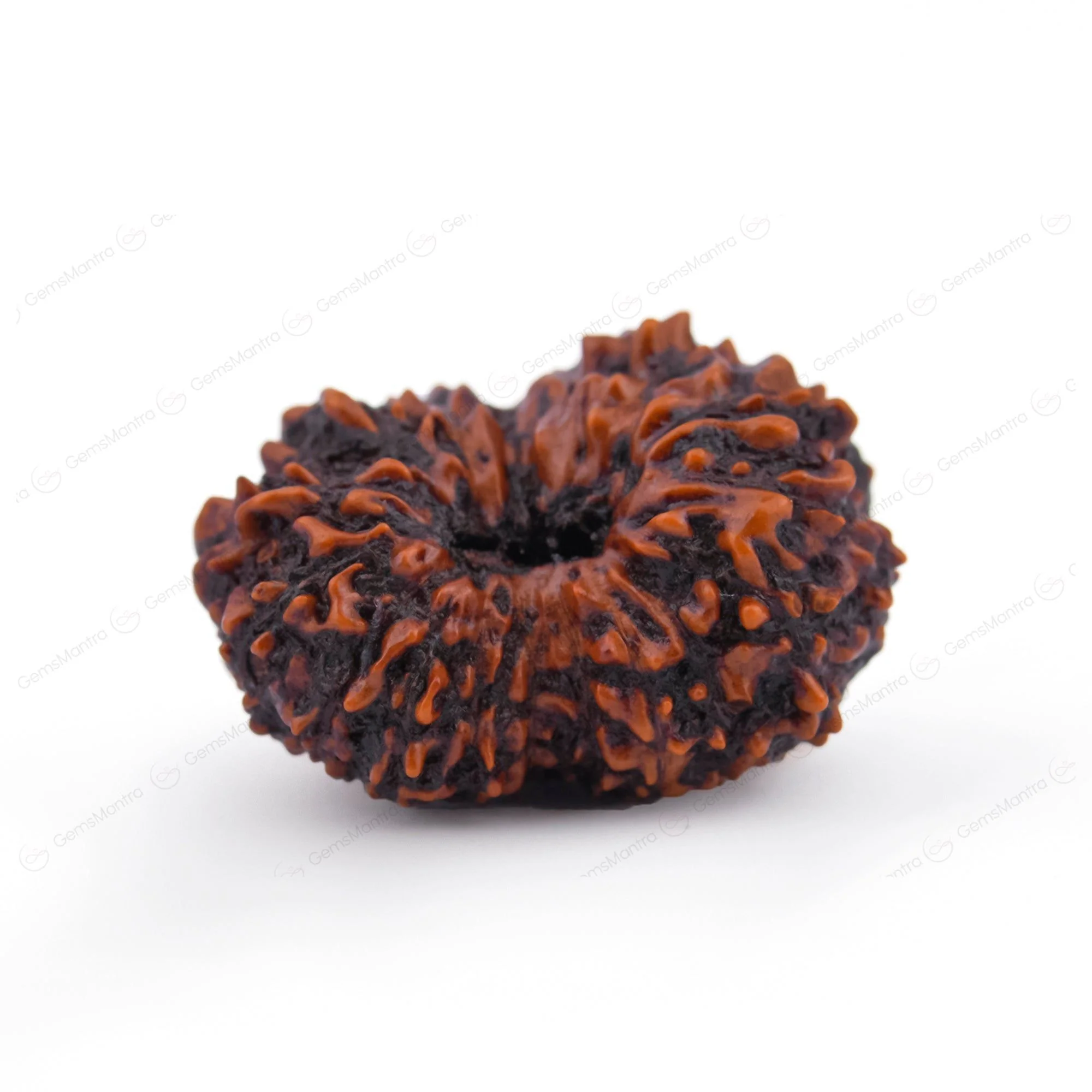17 Mukhi Rudraksha – Original Indonesian Bead - Image 6