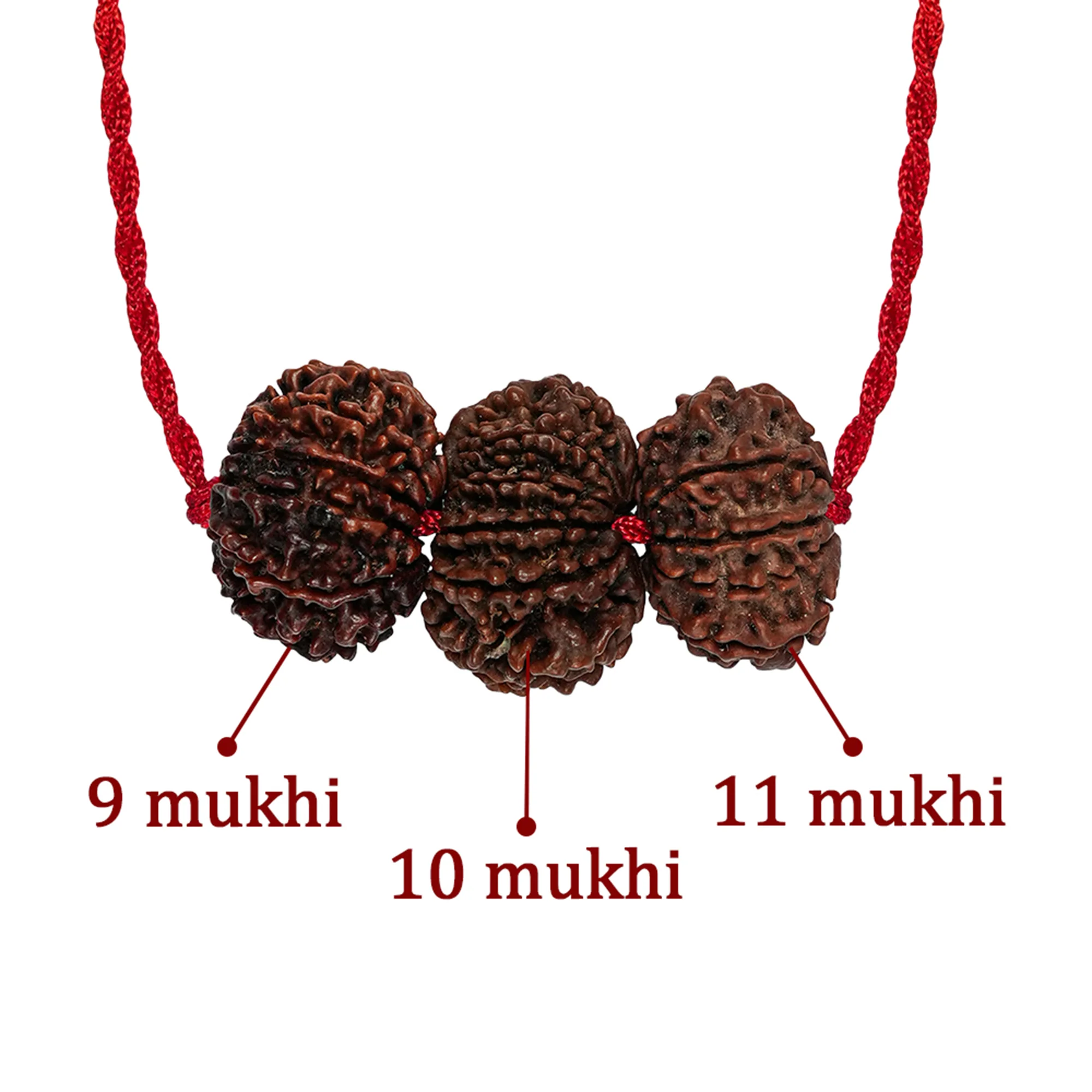 Evil Eye Raksha Kavach – 9, 10 & 11 Mukhi Rudraksha - Image 3