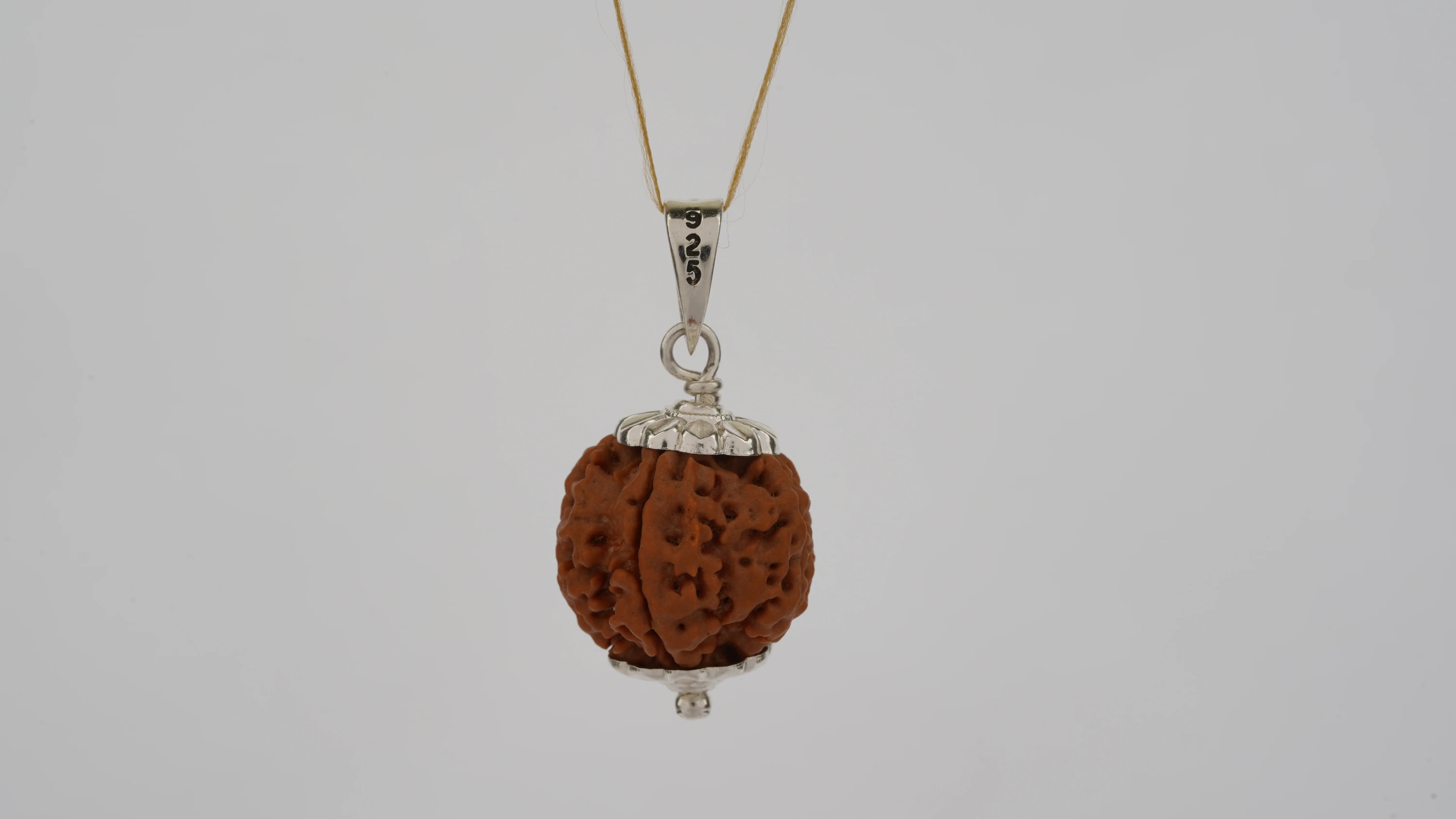 Natural 5 Mukhi Rudraksha ULTRA (Nepali) - Image 6