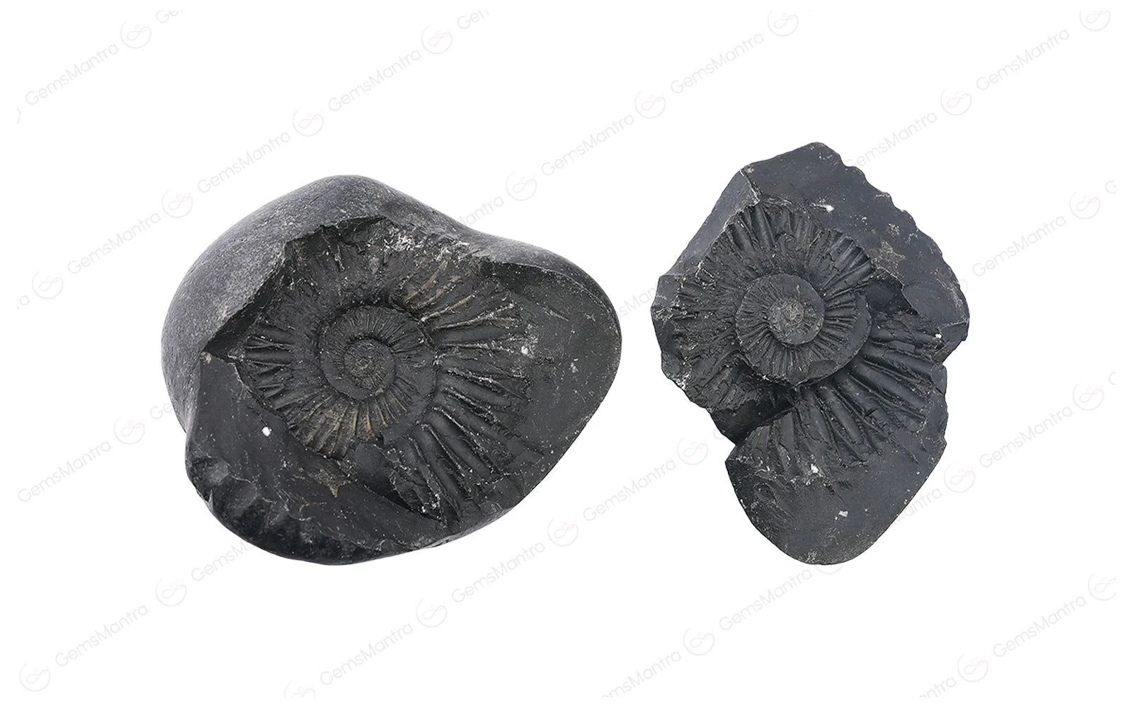 Shaligram Shila – Original Natural Stone - Image 4