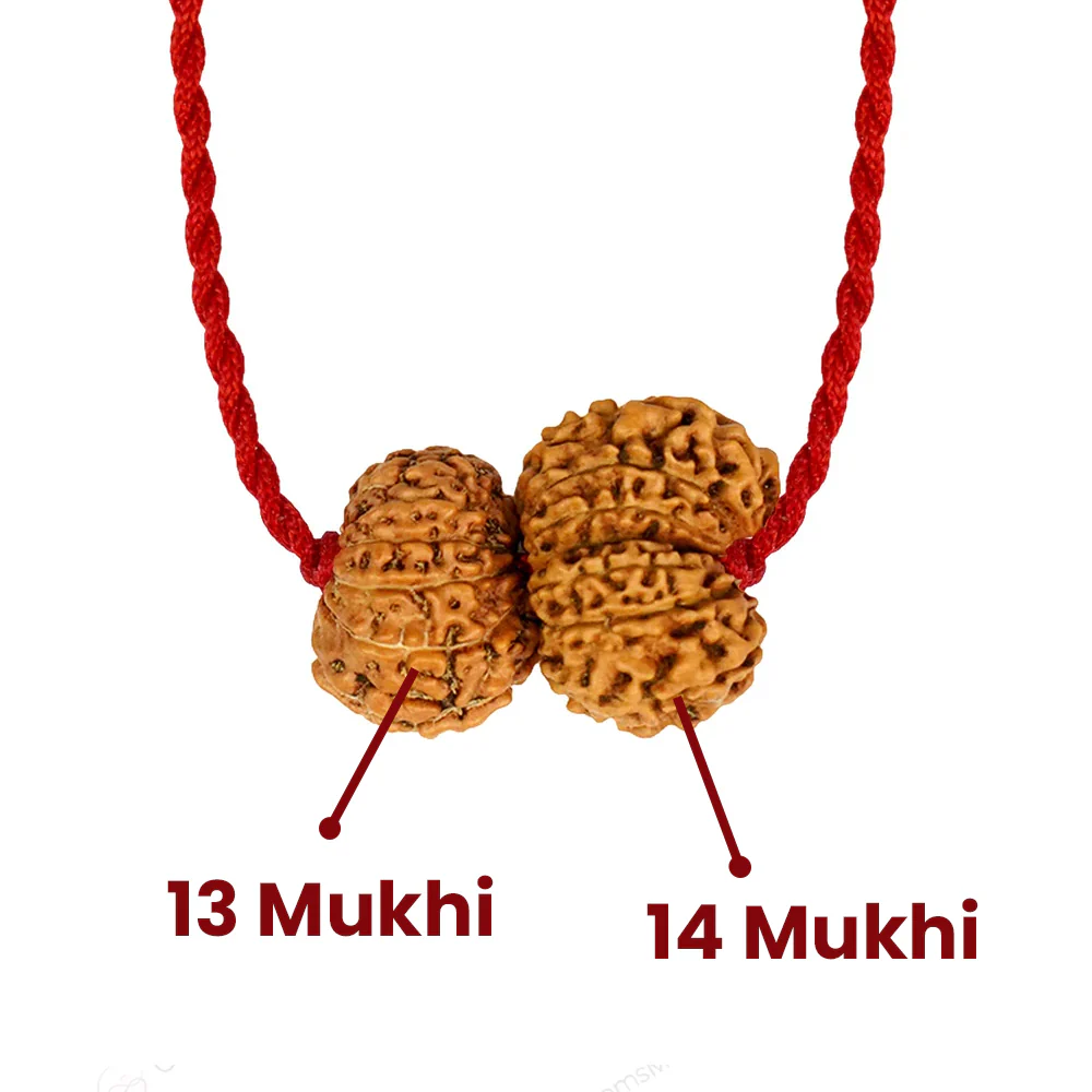 Shukra-Shani Vyapar Rajyog Kavach – 13 & 14 Mukhi Rudraksha - Image 3